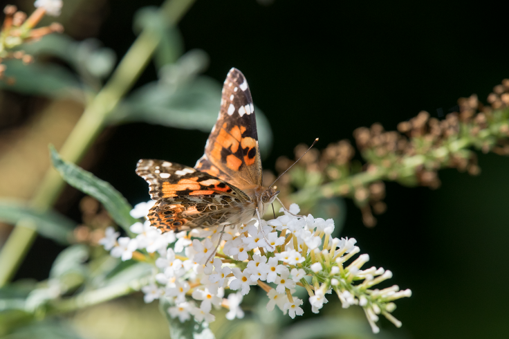 American Painted Lady butterfly on butterfly bush.